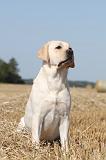 LABRADOR 003